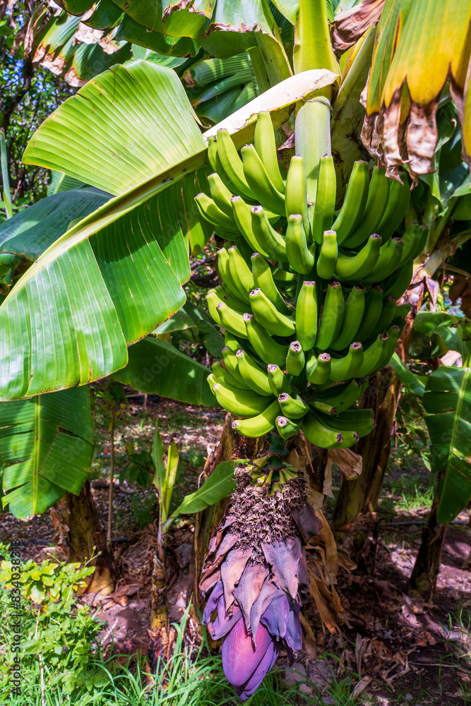 Green bananas in the garden on the banana tree agriculture plantation in Spain summer fruit