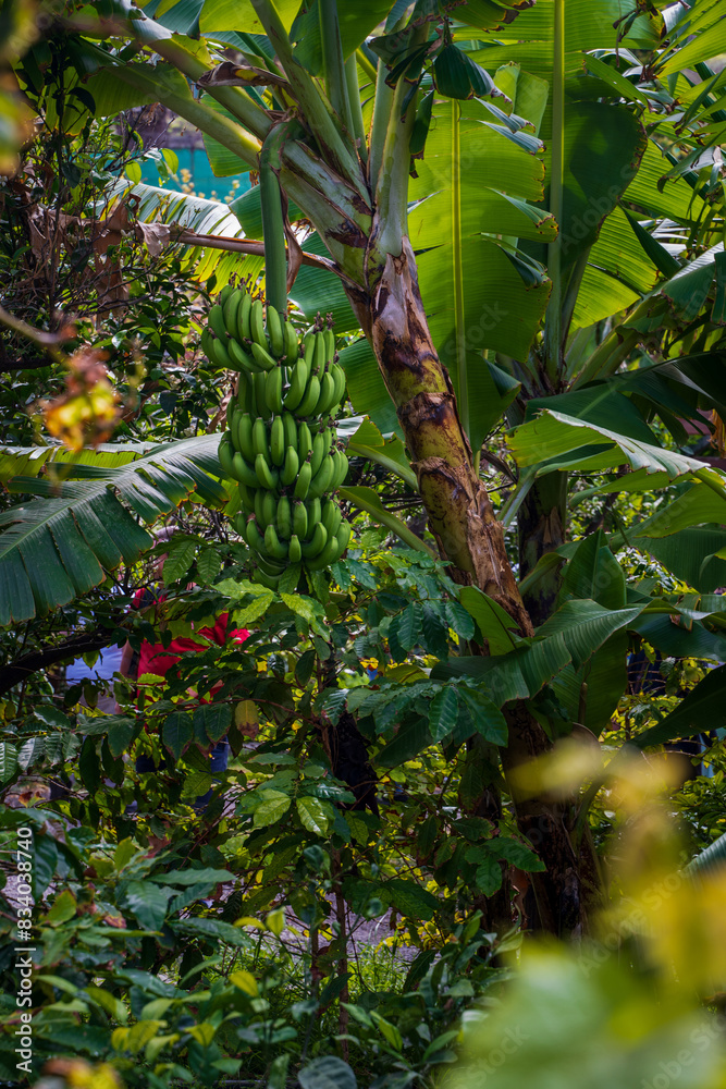 Green bananas in the garden on the banana tree agriculture plantation in Spain summer fruit