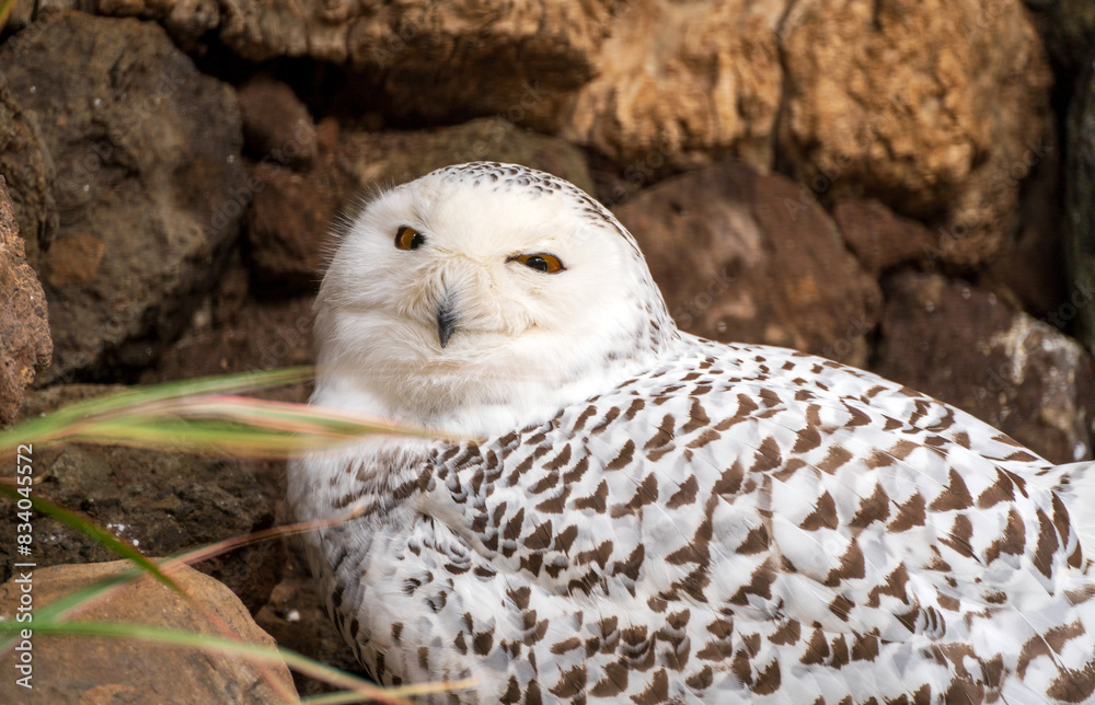 Closeup of a beautiful snow owl
