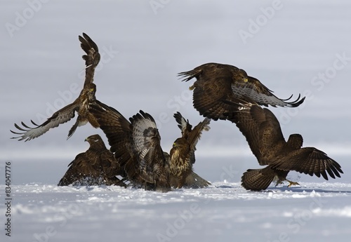 The Common Buzzards, Buteo buteo are fighting in winter environment of wildlife. They threaten with its claws.  photo