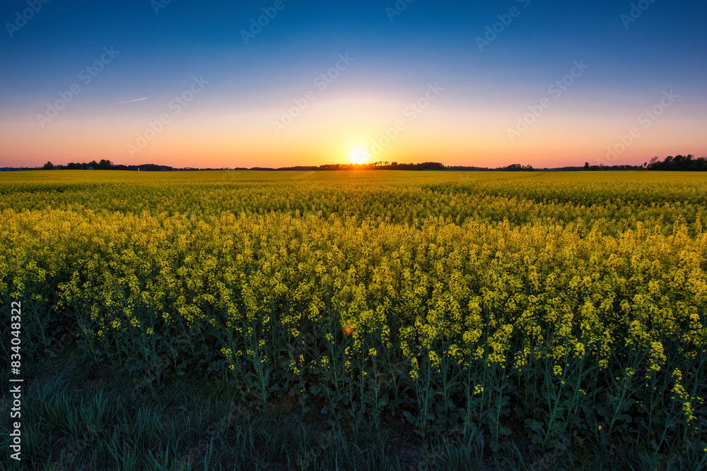 Obraz premium sunset in the field