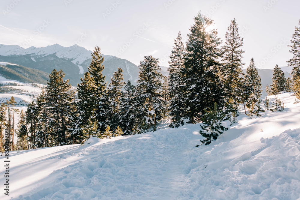 custom made wallpaper toronto digitalSnow-covered pine trees at Sapphire Point Overlook,, Colorado - Winter Mountain Landscape