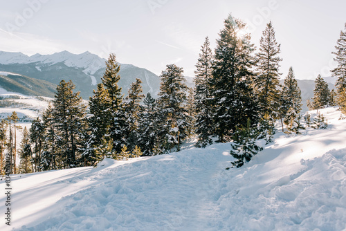 Wallpaper Mural Snow-covered pine trees at Sapphire Point Overlook,, Colorado - Winter Mountain Landscape Torontodigital.ca