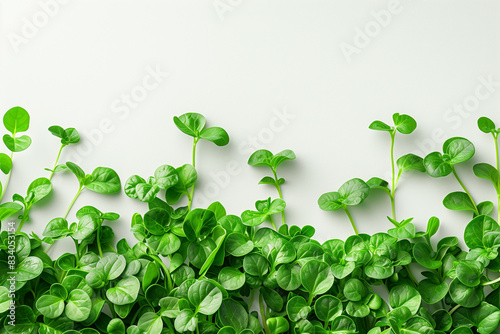 Green Sprouts Scattered on White Surface