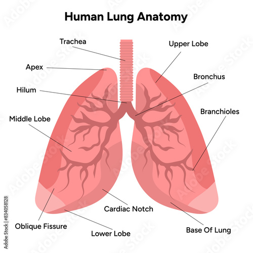 Human Lungs anatomy respiratory system model lung