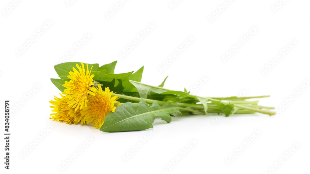 Fototapeta premium Bouquet of dandelion.