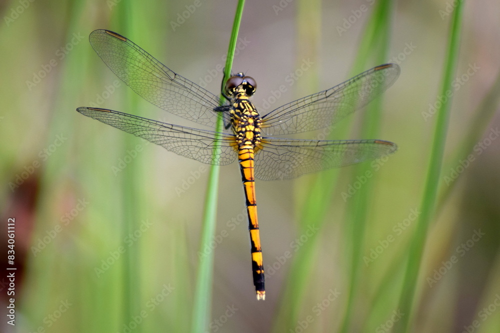 A macro shot of a gold and black dragonfly perched on a blade of grass.