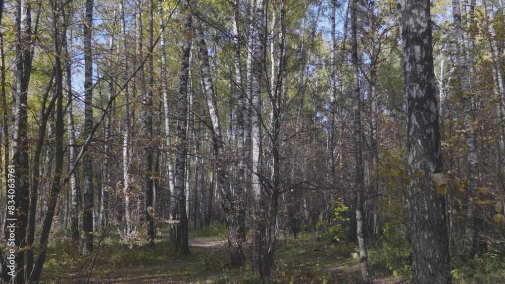 Autumn leaves fall in the forest, natural landscape. Autumn leaves fall in the forest, natural landscape.