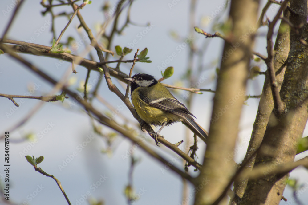 Fototapeta premium Sick tit (Parus major)