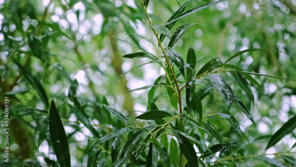 The rain falls on the willow leaves close-up. Green foliage. Summer rainy season. Raindrops swaying the plant. Natural fresh background. Beautiful wallpaper. Slow motion. High quality 4k footage The rain falls on the willow leaves close-up. Green foliage. Summer rainy season. Raindrops swaying the plant. Natural fresh background. Beautiful wallpaper. Slow motion. High quality 4k footage
