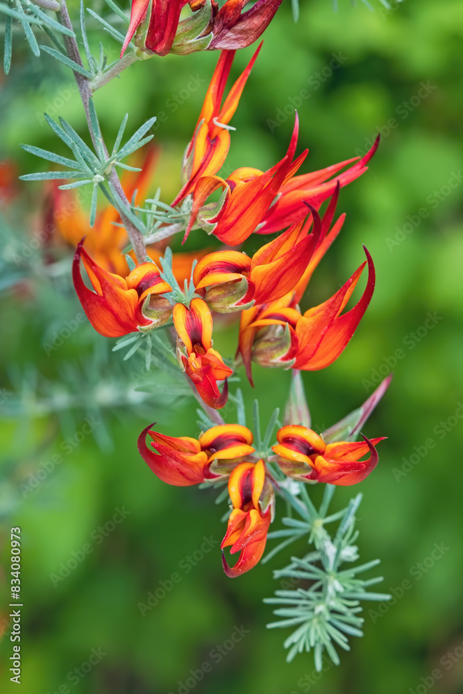 Lotus maculatus or Lotus berthelotii blooming. Lotus vine fiery orange flowers, plant close up
