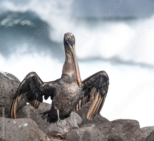 Wet brown pelican, with wings outstretched, drying off in full sunshine on a rocky coast photo