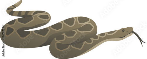 Color vector illustration of venomous rattlesnake. Big predatory snake viper isolated on white background. Wildlife of the world.