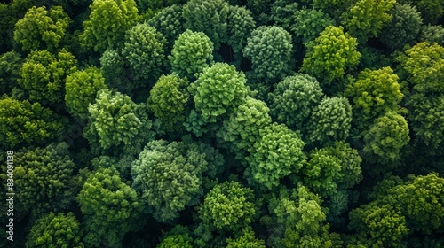 aerial veiw of green forest. drone shot .