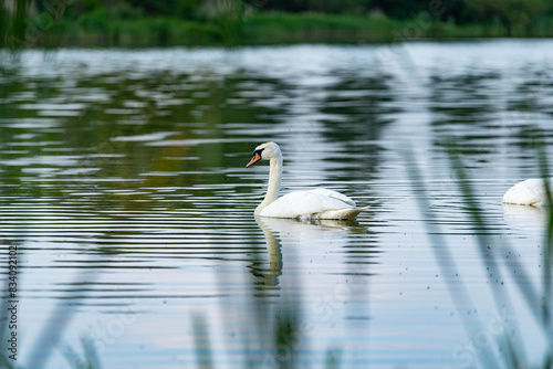 white swan on the lake