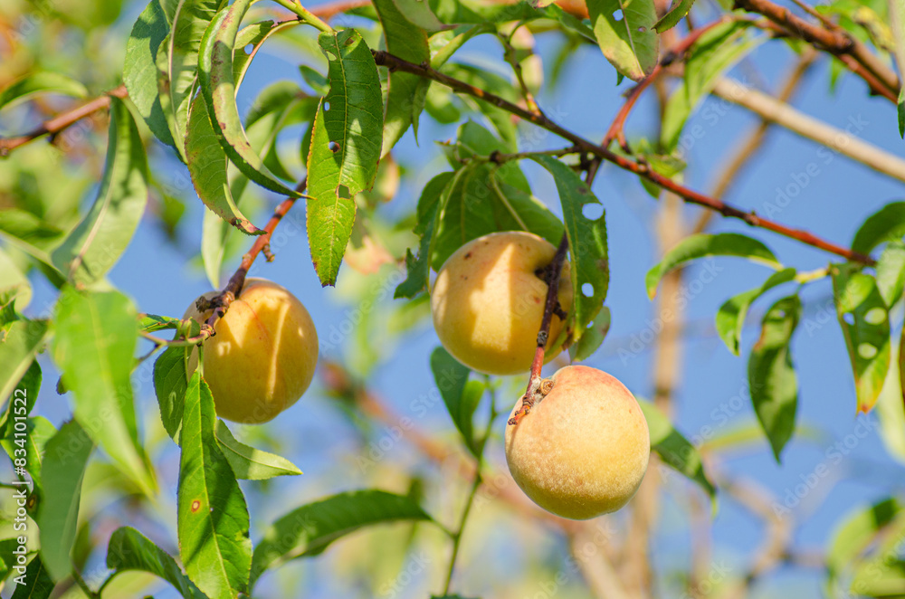 Fresh ripe peach fruits on a tree branch with leaves, organically orchard Fresh ripe peach fruits on a tree branch with leaves, organically orchard