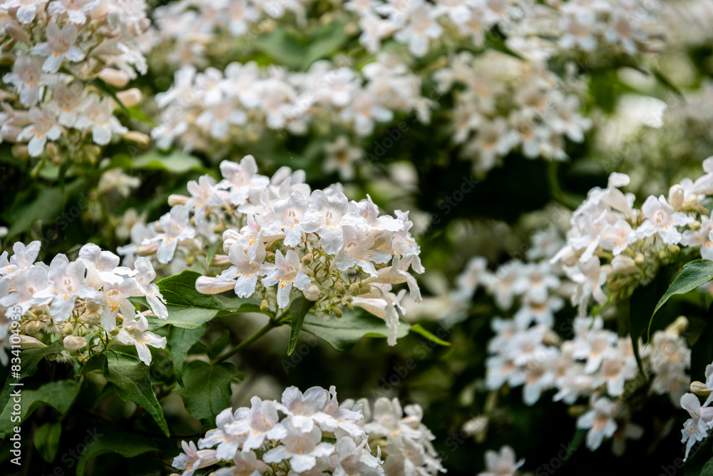 white and pink flowers of Abelia x grandiflora shrub white and pink flowers of Abelia x grandiflora shrub