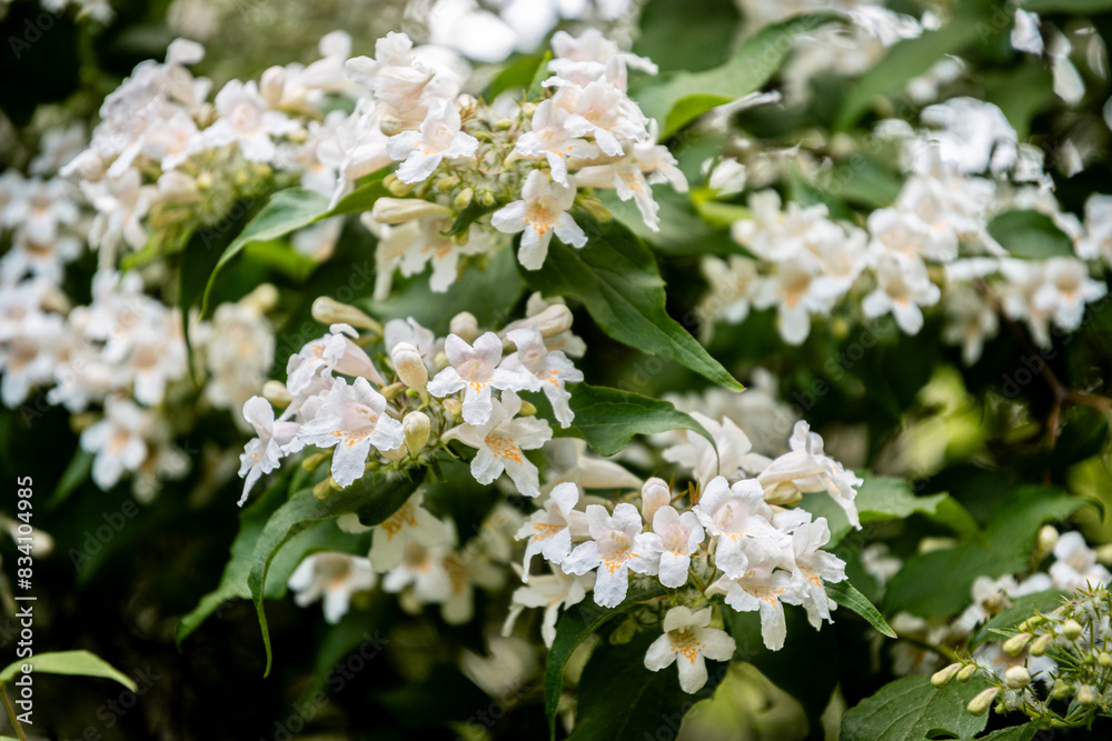 white and pink flowers of Abelia x grandiflora shrub white and pink flowers of Abelia x grandiflora shrub