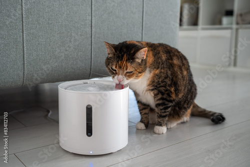 Принти на полотні Cat drinking from automatic water dispenser