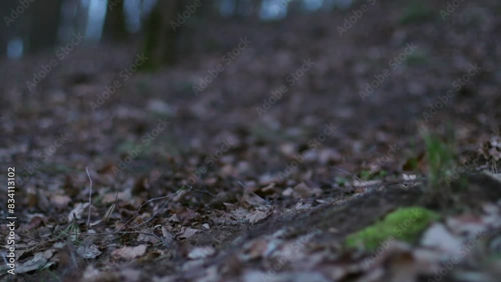 Person Walking Through Leaf-Covered Spring Forest Person Walking Through Leaf-Covered Spring Forest