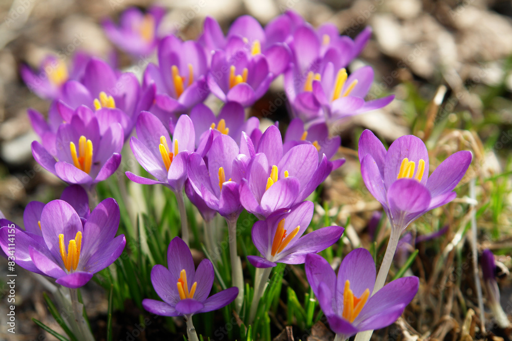Spring's Delight: Crocus Flowers Blossoming in Early Spring