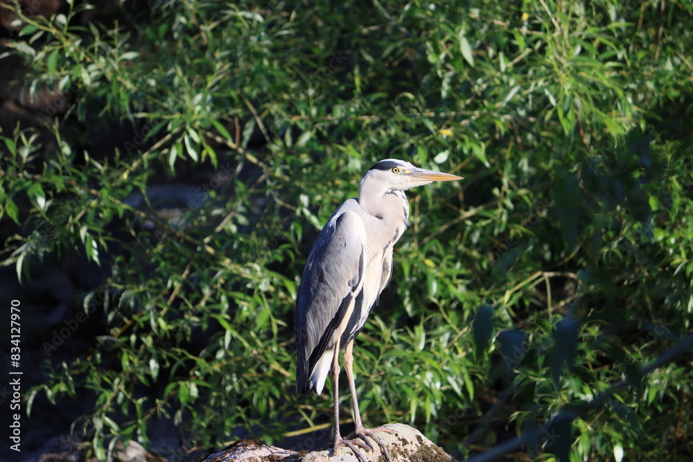 Fototapeta premium Sweden. The grey heron (Ardea cinerea) is a long-legged wading bird of the heron family, Ardeidae, native throughout temperate Europe and Asia, and also parts of Africa. 