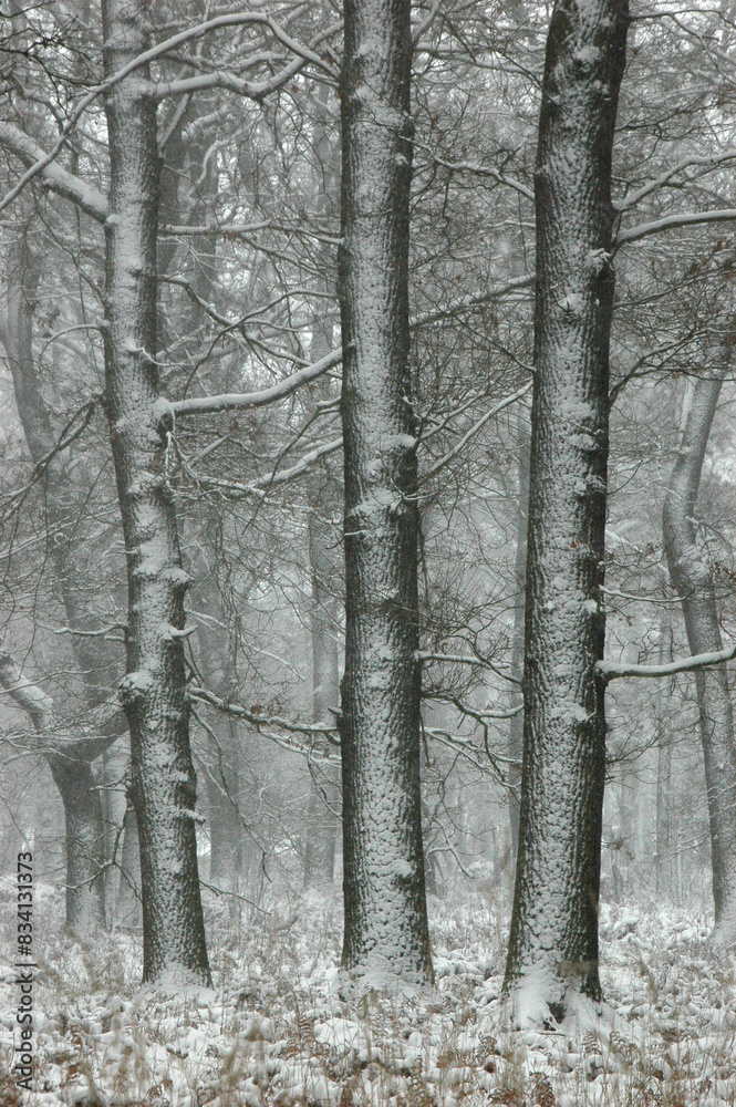 Brandenburg's Snow-Kissed Trees: Tranquil Winter Landscape Brandenburg's Snow-Kissed Trees: Tranquil Winter Landscape