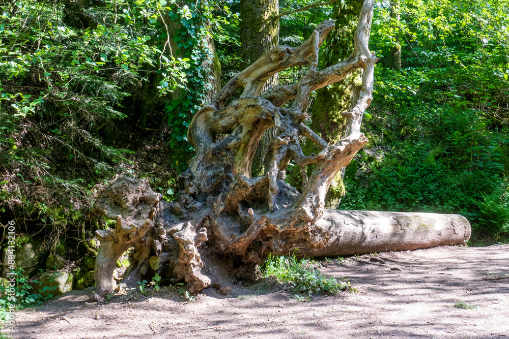 Umgestürzter Baum an den Geroldsauer Wasserfällen wird zum Klettergerüst Umgestürzter Baum an den Geroldsauer Wasserfällen wird zum Klettergerüst