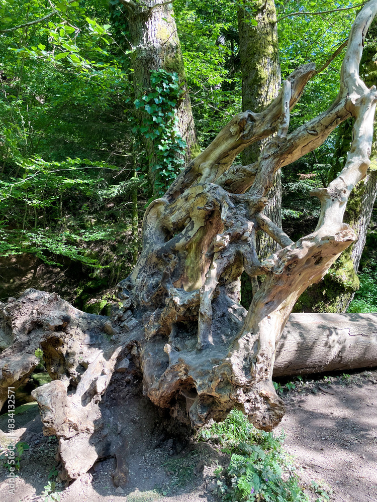 Umgestürzter Baum an den Geroldsauer Wasserfällen wird zum Klettergerüst Umgestürzter Baum an den Geroldsauer Wasserfällen wird zum Klettergerüst