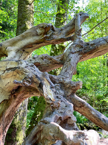 Umgestürzter Baum an den Geroldsauer Wasserfällen wird zum Klettergerüst photo