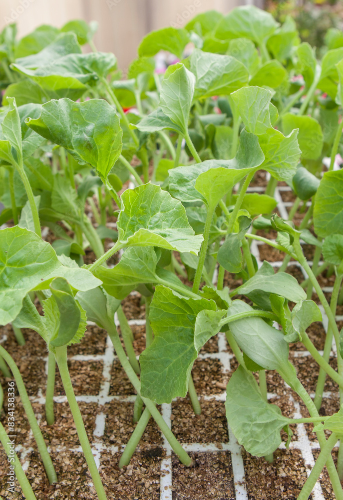 Shoots of melon plants at plant nursery Shoots of melon plants at plant nursery