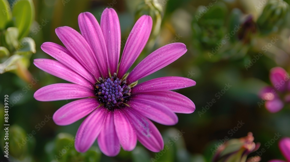 Bee Resting on Osteospermum Daisy Bloom Bee Resting on Osteospermum Daisy Bloom