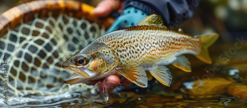 European grayling caught in a fishing net