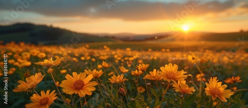 Yellow flowers field at sunset
