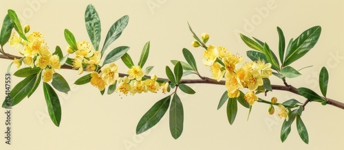 Siberian peashrub branch with yellow flowers photo