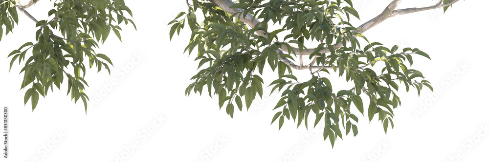 Fototapeta premium Various types of tree branch plants bushes shrub and and small plants isolated 