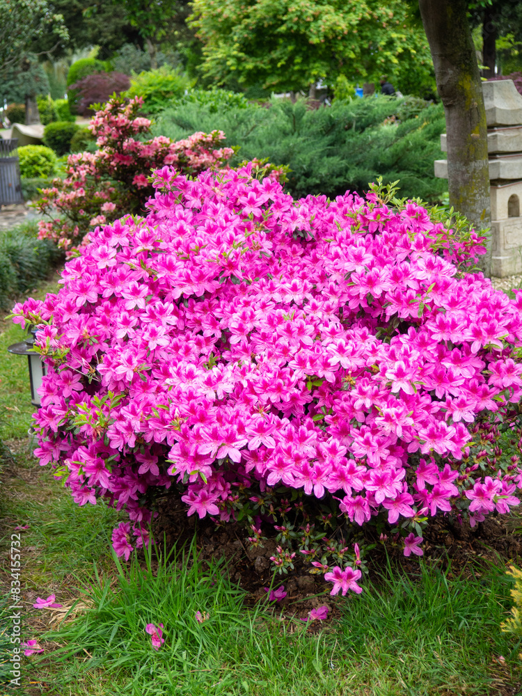 Obraz premium Bright pink flowers on a bush. Japanese garden. Petals of bright color