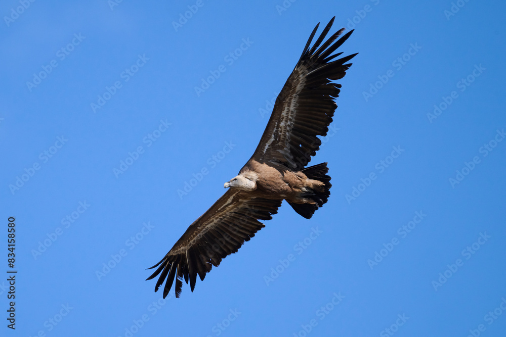 Majestic griffon vulture soaring in blue sky Majestic griffon vulture soaring in blue sky