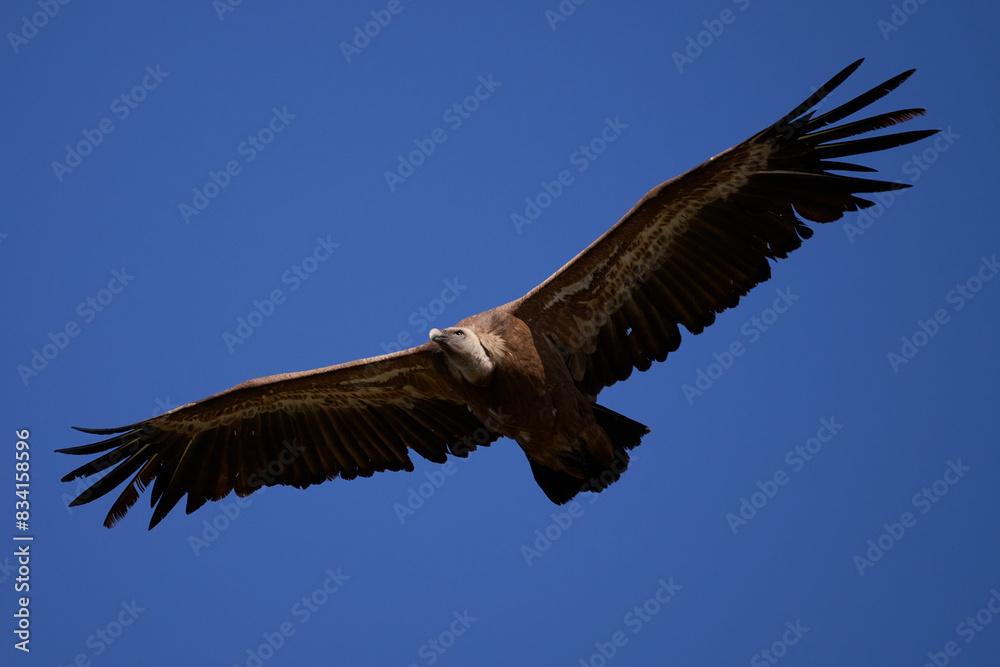 Majestic Griffon Vulture Soaring in Blue Sky Majestic Griffon Vulture Soaring in Blue Sky