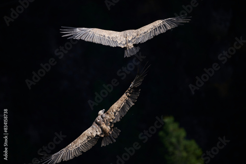 Majestic Griffon Vultures Soaring in the Sky photo