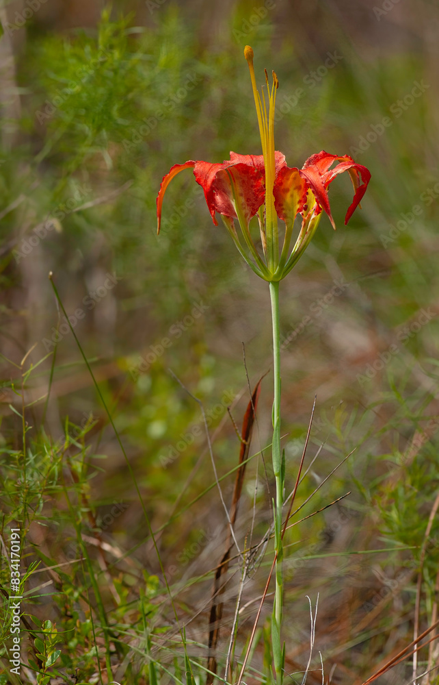 Obraz premium A red-orange and yellow pine lily flower, lilium catesbaei, on a slender stem with clasping leaves. Growing in a wet meadow.
