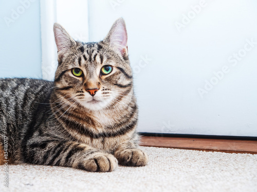 A cat is laying on a carpeted floor. The cat is looking at the camera. Brown color fur tabby breed. Home pet relaxing. Cat ability to chill at any place theme