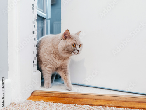 British short hair cat with light brown fur coming out from a toiled through a narrow gap. Pet life. photo