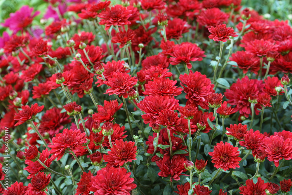 Field of fresh bright blooming red chrysanthemums bushes in autumn garden outside in sunny day, flowerbed. Flower background for greeting card, wallpaper, banner, header. Field of fresh bright blooming red chrysanthemums bushes in autumn garden outside in sunny day, flowerbed. Flower background for greeting card, wallpaper, banner, header.