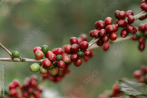 organic arabica coffee beans agriculturist  in farm.harvesting Robusta and arabica  coffee berries by agriculturist hands,Worker Harvest arabica coffee berries on its branch, harvest concept.