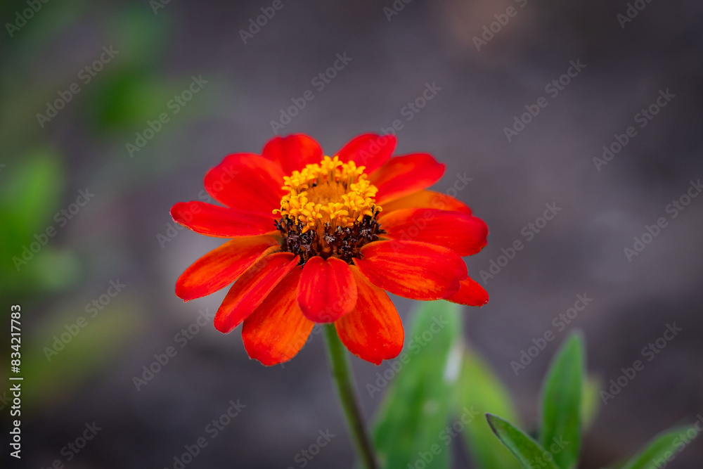 Macro Zinnia Flower Macro Zinnia Flower