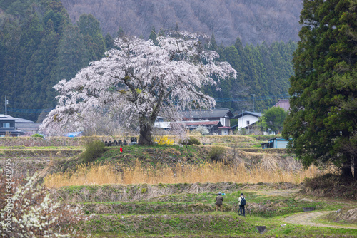 Japanese people taking photos of Cherry tree