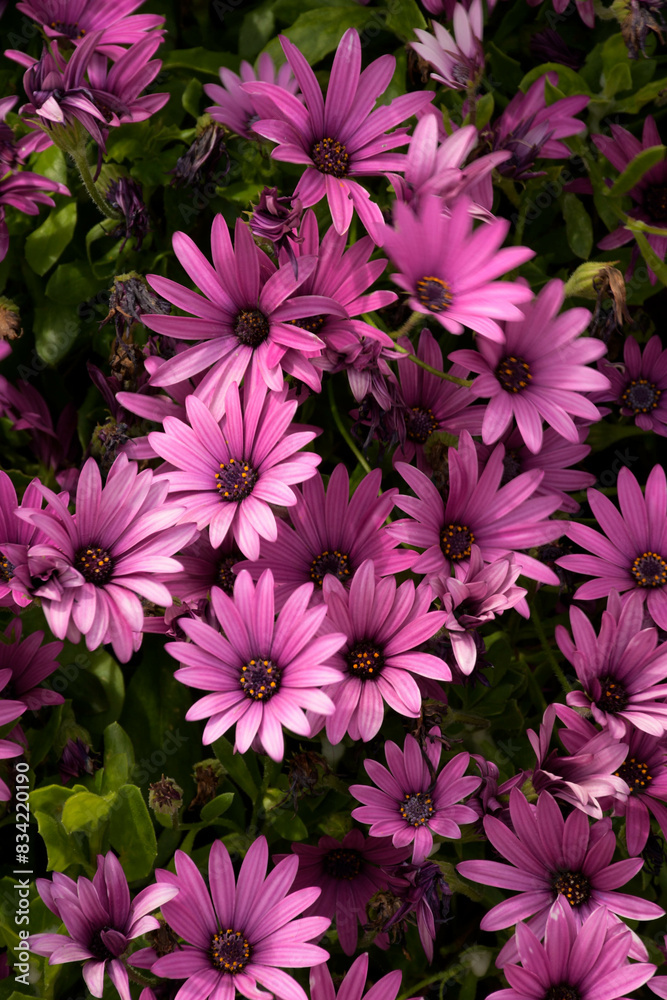 pink and purple flowers pink and purple flowers