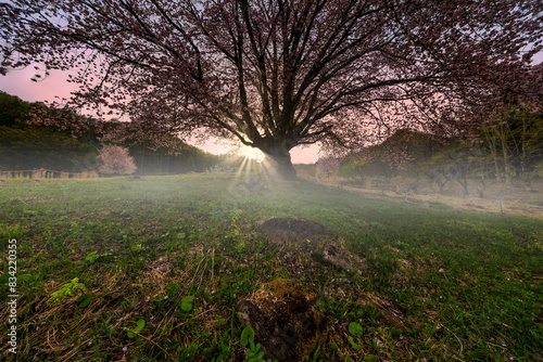 Old and Big cherry tree in Japan