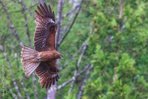 Japanese Black Kite Hawk flying